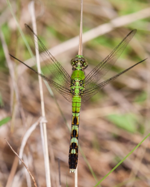 Eastern Pondhawk
