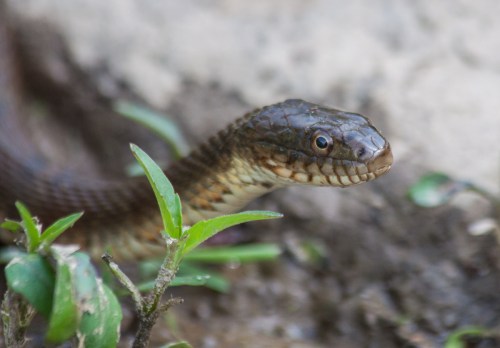 Northern Watersnake