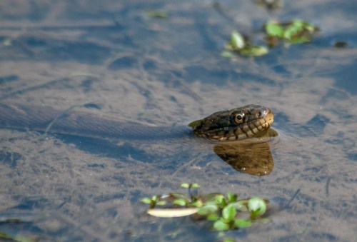 Northern Watersnake