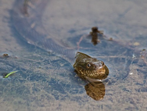 Northern Watersnake