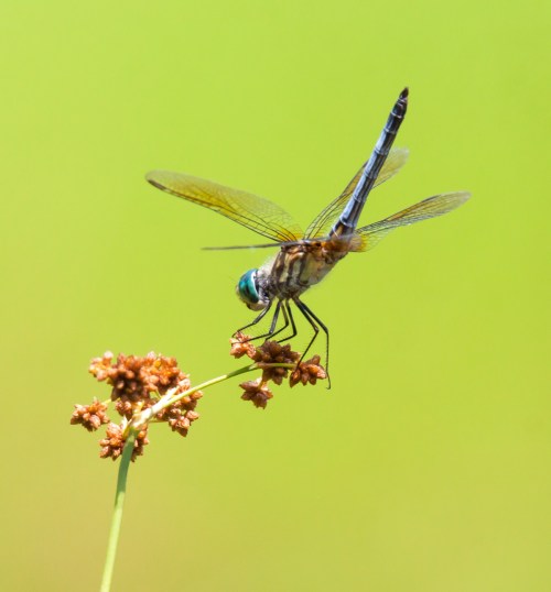 dasher1_june_obelisk_blog