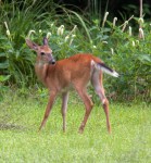 deer1_june_blog