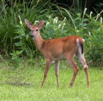deer2_june_blog