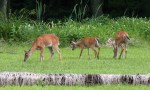 deer3_june_blog
