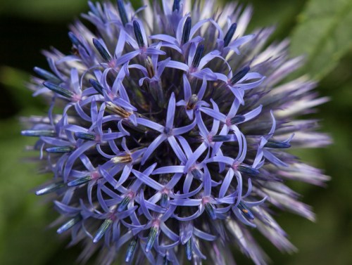 Globe Thistle