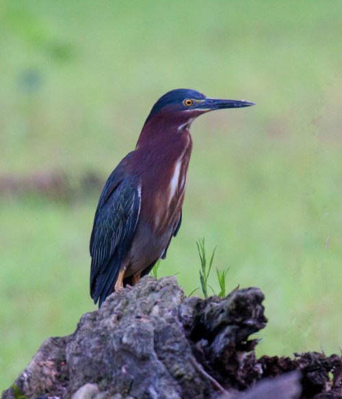 Green Heron