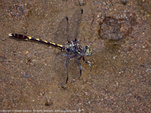 A Common Sanddragon dragonfly (Progomphus obscurus) spotted at Huntley Meadows Park, Fairfax County, Virginia USA. This individual is a male.