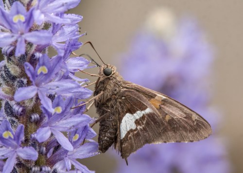 Silver-spotted Skipper