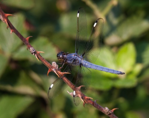 Spangled Skimmer