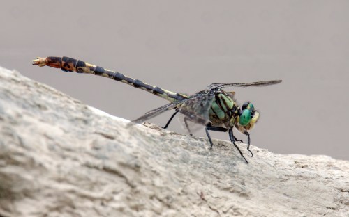 Unicorn Clubtail