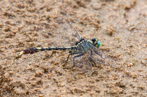 Unicorn Clubtail