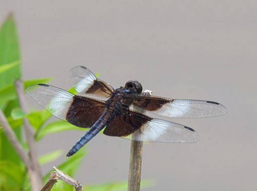 Widow Skimmer