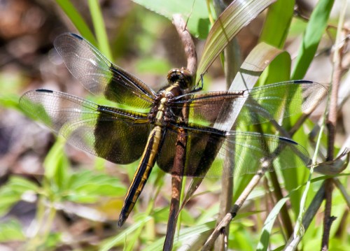 Widow Skimmer