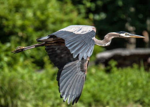Great Blue Heron