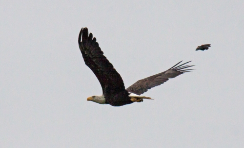 Bald Eagle chase
