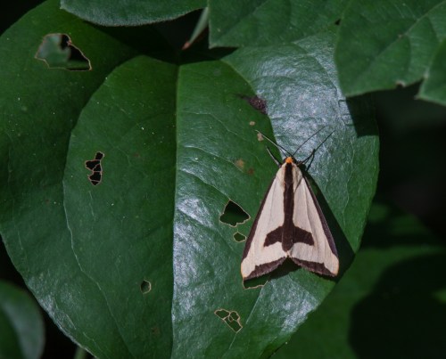 Clymene moth