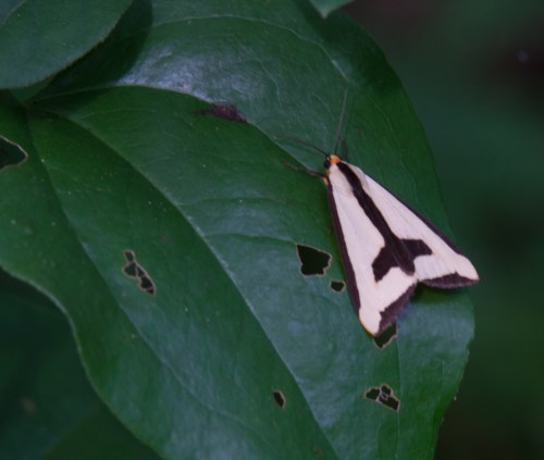 Clymene moth