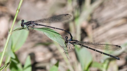 Blue-tipped Dancer