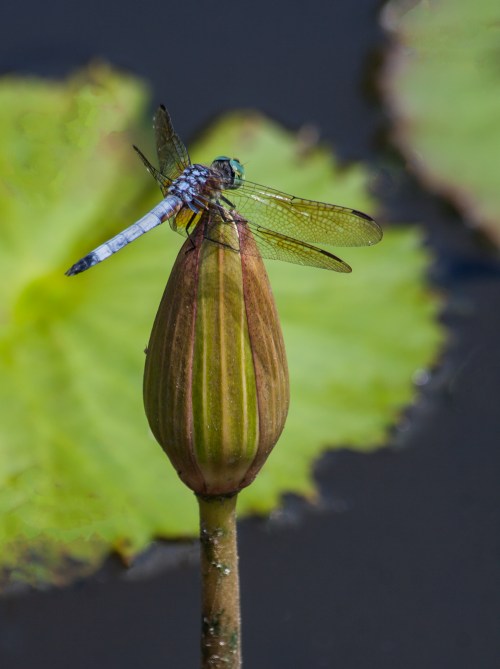 Blue Dasher