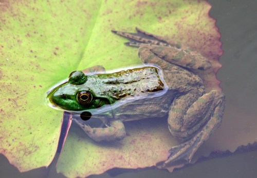 Frog on a lily pad