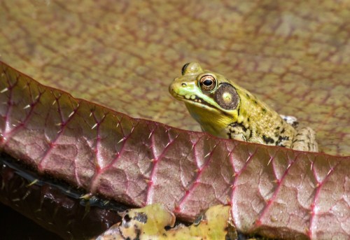 frog on a lily pad