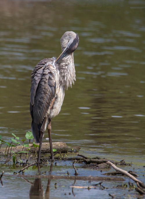 Great Blue Heron