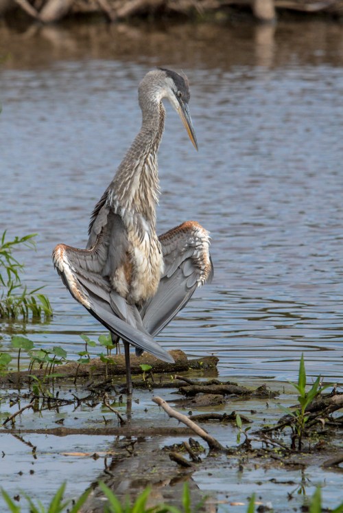 Great Blue Heron