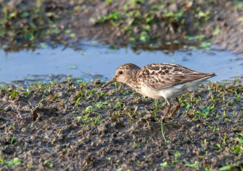 Least Sandpiper