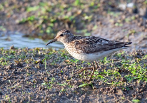 Least Sandpiper