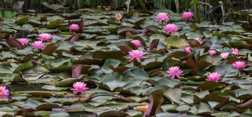 pink water lilies at Kenilworth