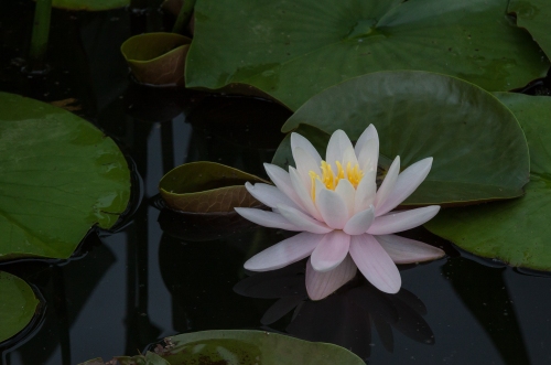 water lily at Kenilworth