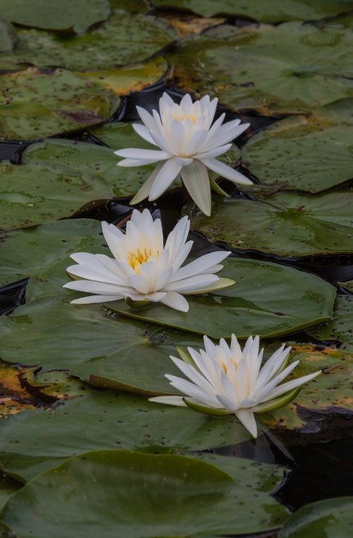 water lilies at Kenilworth