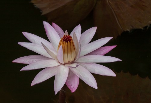 pink water lily