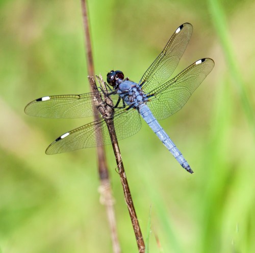 Spangled Skimmer