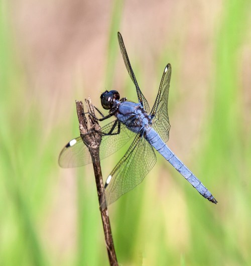 Spangled Skimmer