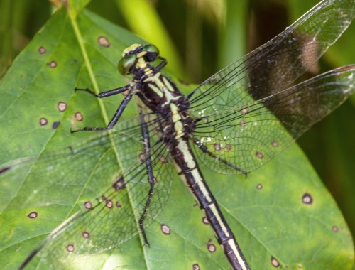 Black-shouldered Spinyleg