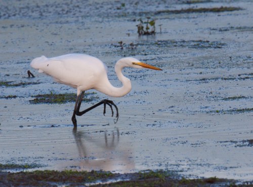Great Egret