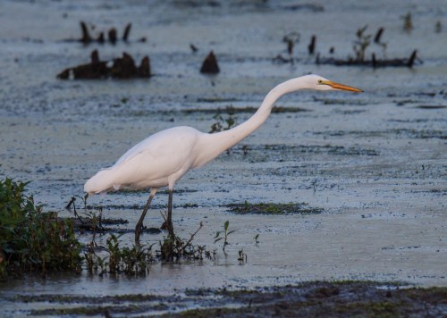 Great Egret