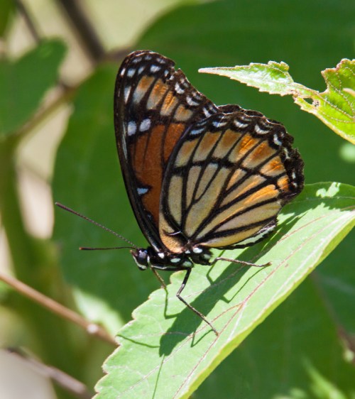 Viceroy butterfly