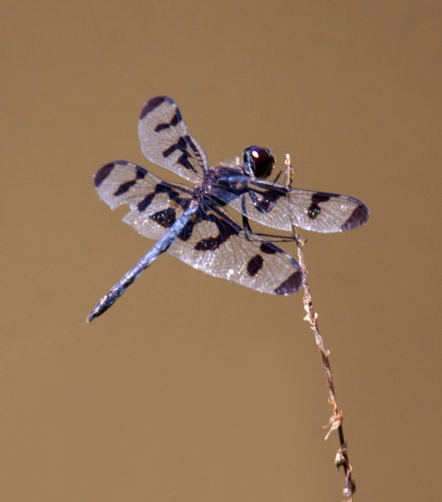 Banded Pennant