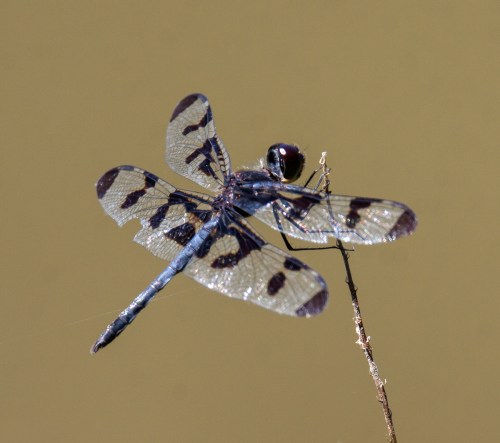 Banded Pennant