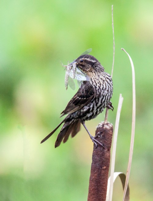 Red-winged Blackbird