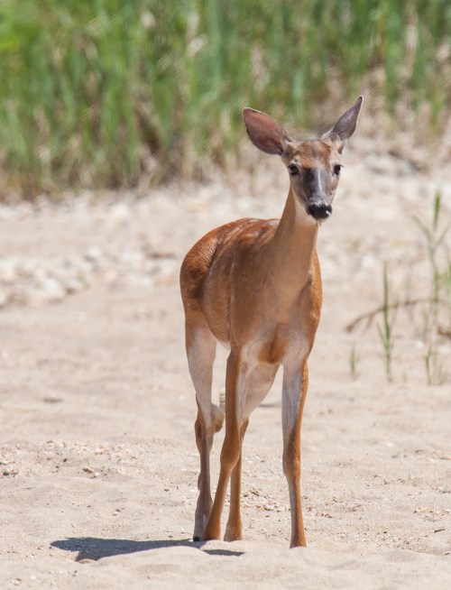 White-tailed deer