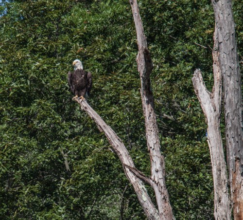 Bald Eagle