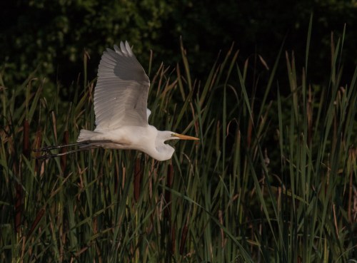 Great Egret