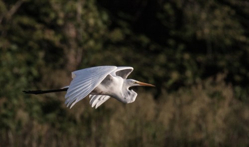 Great Egret