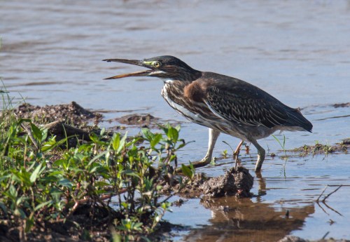 Green Heron