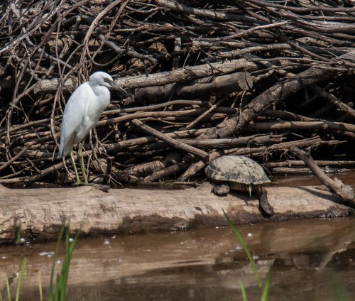 Little Blue Heron