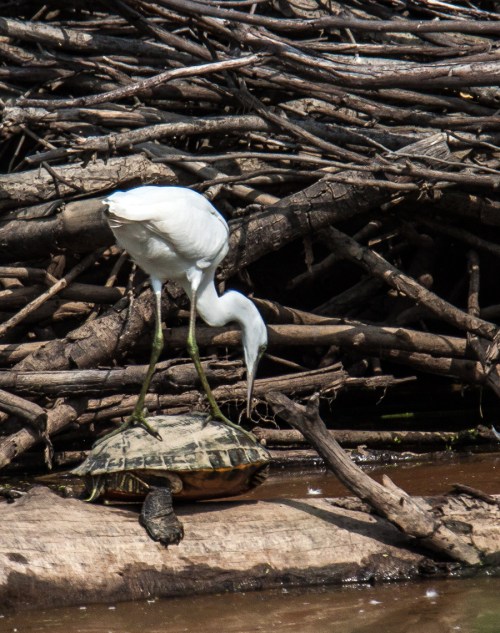 Little Blue Heron