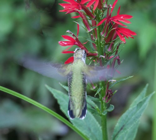 Ruby-throated Hummingbird